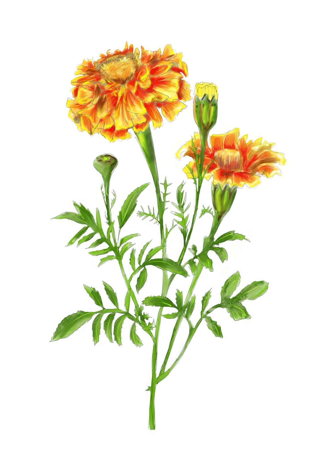 tagetes1