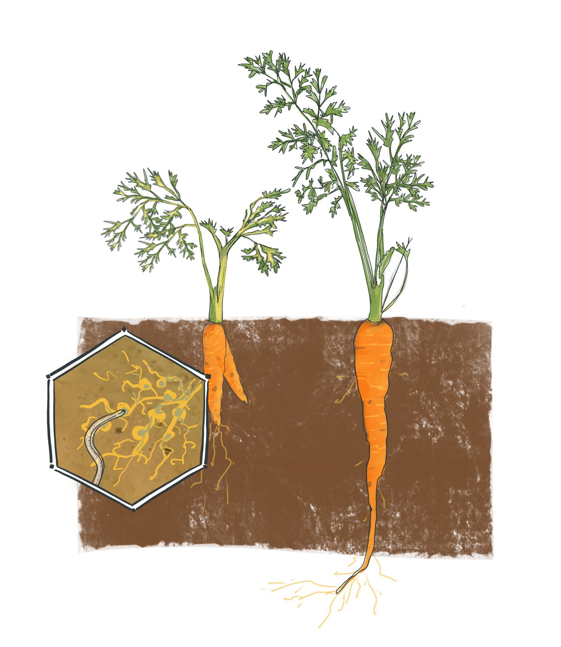 Root Knot Nematodes on Vegetables