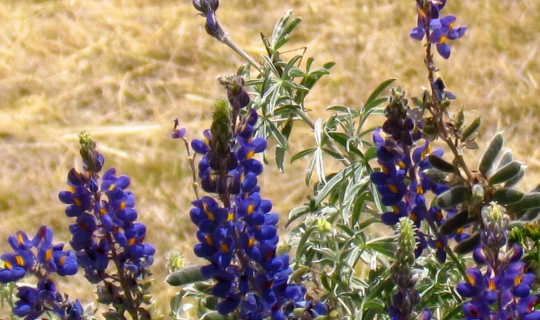 lupine 