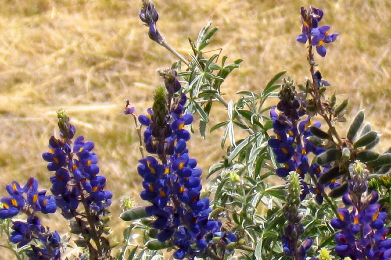 lupine