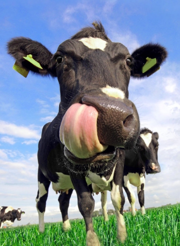 voedergrassen vds koe