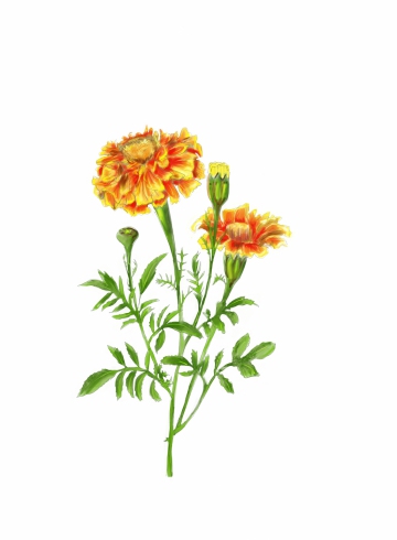 Tagetes