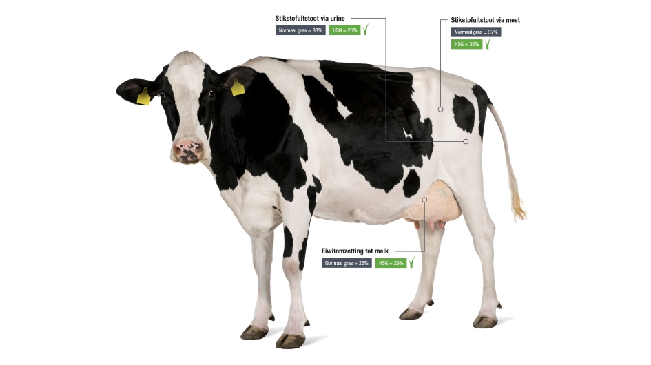 cow HSG abergain