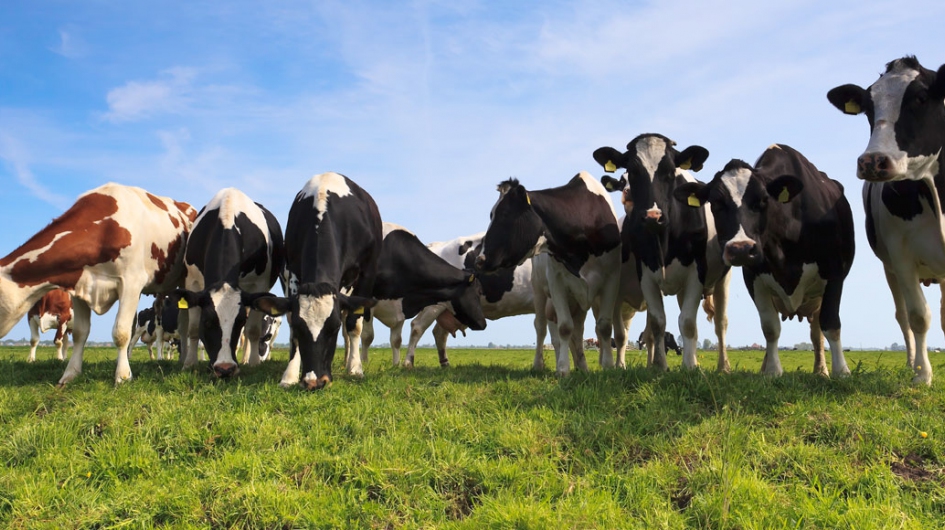 cows forage grasses vds