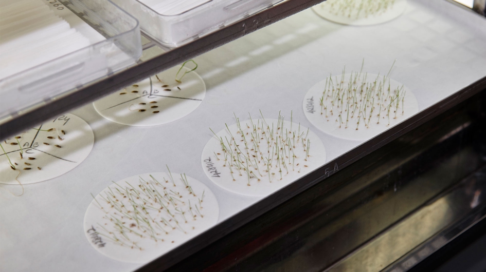 seeds in lab