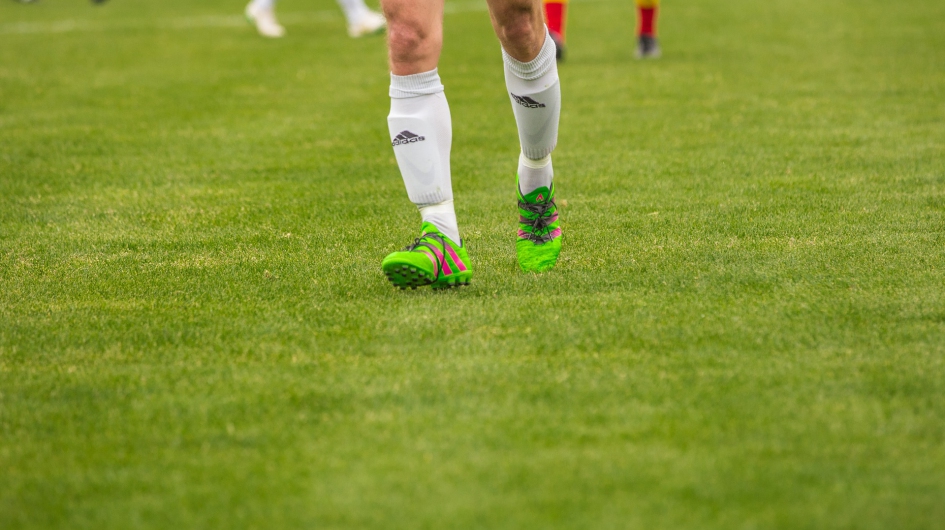 turf grasses