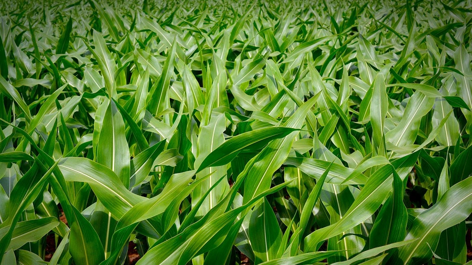 corn