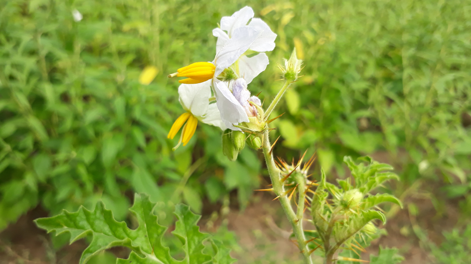 raketblad in het veld