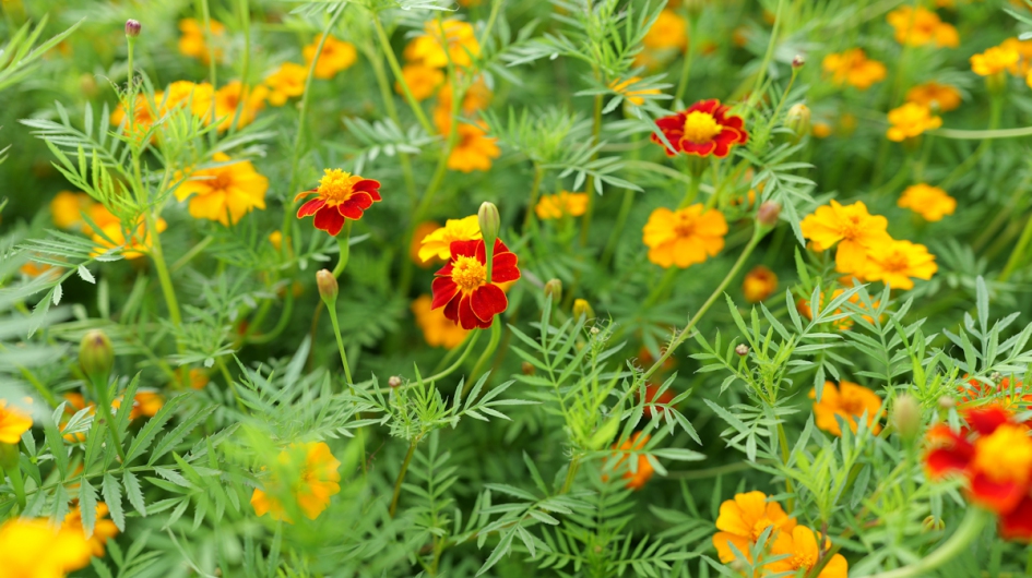 Tagetes VDS