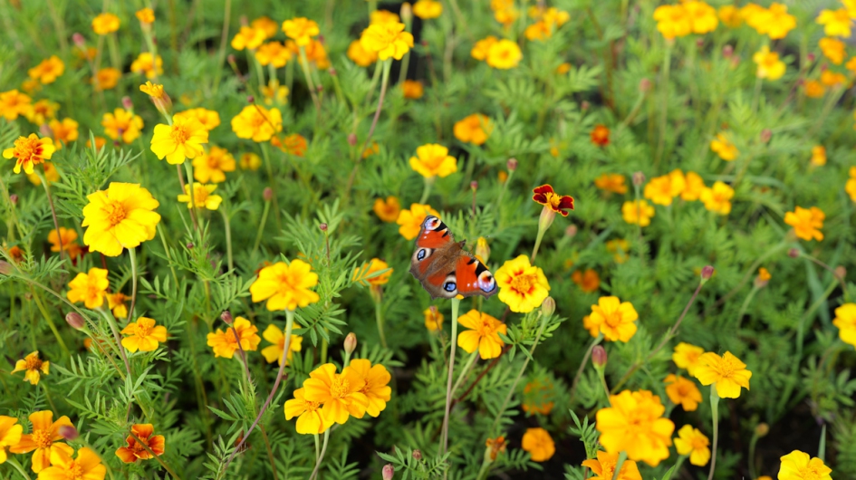 Vandinter Semo tagetes