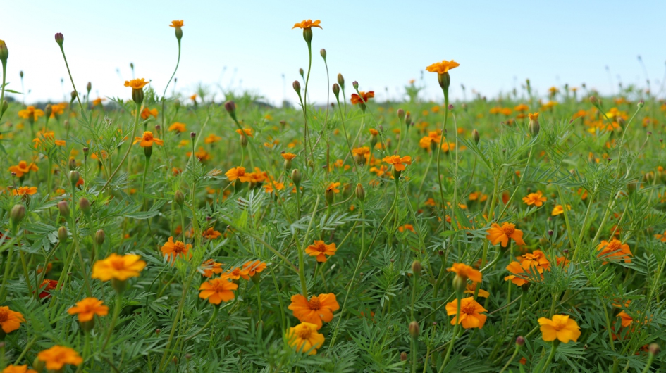 VDS tagetes