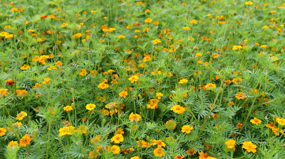 Tagetes patula