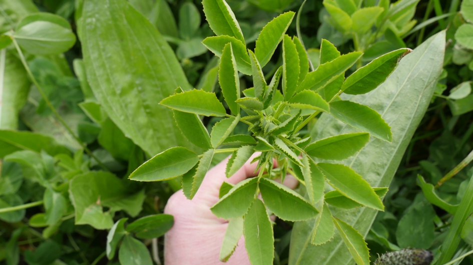 Herbs and clovers