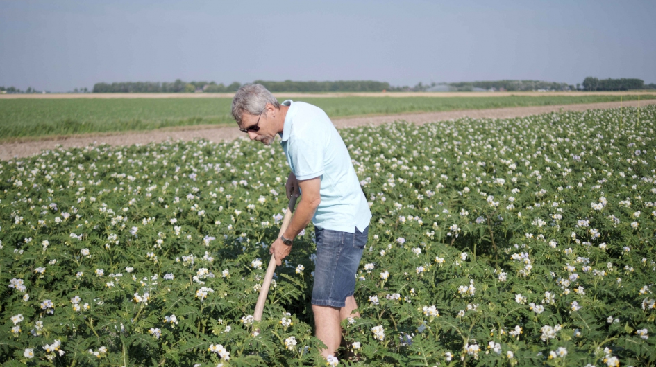 raketblad in het veld