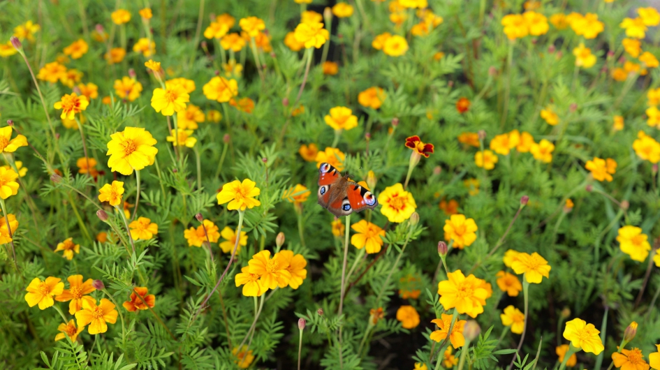 Tagetes patula